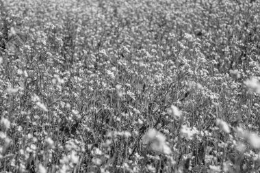 Tema üzerine fotoğraf. Arka planda yetişen yabani çiçek hardalı. Çiçek yetiştiren yabani hardaldan çayıra kadar fotoğraf.