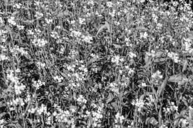 Tema üzerine fotoğraf. Arka planda yetişen yabani çiçek hardalı. Çiçek yetiştiren yabani hardaldan çayıra kadar fotoğraf.