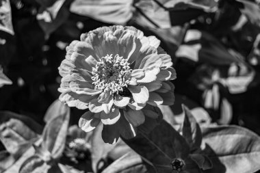 Çayırlarda güzel yetişen çinnia çiçekleri vahşi yetişen zinnia çiçeklerinden çayırlarda yetişen yabani çayırlara kadar uzanan fotograflar çayırlarda yetişen yabani zinnia zarafetleri.