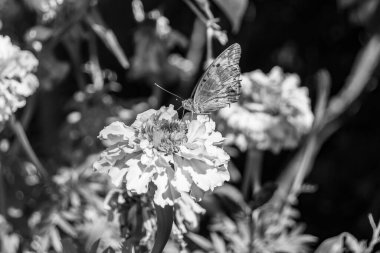 Arka plandaki güzel kelebek kral kelebek otlağı, çiçek kralından oluşan fotoğraf kelebeğe sinekler çayıra yavaş yavaş sinekler nektar toplar, çiçek kelebeği otlağı kırsalında kral kelebeği toplar.