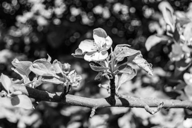 Tema üzerine fotoğraf: Temiz gökyüzü altında doğal yaprakları olan güzel meyve dalı elma ağacı, kırsal alanda meyve dalı elma ağacı, büyük bahçede çiçek dalı elma ağacı.