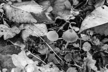 Ormanda yaprakların üzerinde büyük ve güzel zehirli mantar teması için fotoğraf, doğal zehirli mantarlardan ormanlara kadar fotoğraf, büyük ormanlarda zehirli mantarlar.