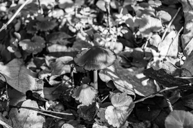 Ormanda yaprakların üzerinde büyük ve güzel zehirli mantar teması için fotoğraf, doğal zehirli mantarlardan ormanlara kadar fotoğraf, büyük ormanlarda zehirli mantarlar.