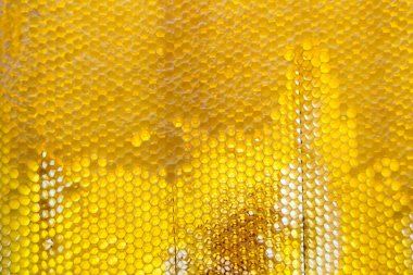 Altın nektarla dolu altıgen bal peteklerinden arı damlayan bal damlası, bal peteği yaz kompozisyonu doğal bal damlası, balmumu çerçeve arısına damlayan bal damlası, bal peteğine damlayan bal damlası