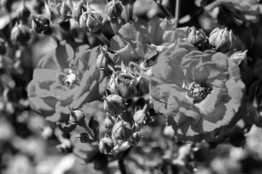 Tema üzerine fotoğraf. Arka planda büyüyen güzel çiçek. Yabani çiçeklerden oluşan fotoğraf. Çimen çayırına, yabani çiçeklerin büyüdüğü kır otlaklarında çiçek.