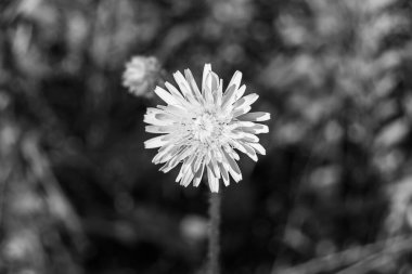 Arka planda büyüyen güzel çiçek tohumu karahindiba, yabani çiçek tohumu karahindibasından çim çayırına, kırsalda büyüyen yabani çiçek tohumu karahindibasından oluşan fotoğraf.