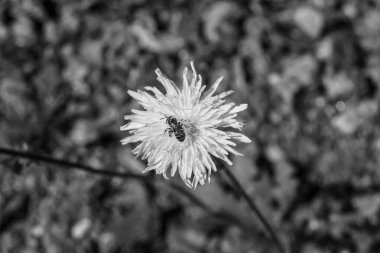 Arka planda yaban arısı kanatlı güzel bir arı, yabani çiçeklerden oluşan bir fotoğraf. Arı otlağa doğru yavaşça uçuyor bal için nektar topluyor, kır otlaklarında yabani bir çiçek arısı.