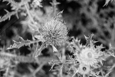 Arkaplan otlağında güzel yetişen çiçek kökü dikenli devedikeni. Çiçek kökü dikeninden çim çayırına kadar uzanan fotograf. Meadow kırsalında çiçek kökü dikenli dikenli devedikeni.