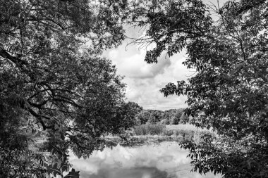 Kırsal kesimde yetişen güzel ot sazları renkli arka planda yetişiyor. Islak sularda vahşi ot bataklık kamışları, doğadan gelen uzun çimen kamışları.