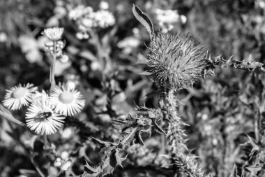 Arkaplan otlağında güzel yetişen çiçek kökü dikenli devedikeni. Çiçek kökü dikeninden çim çayırına kadar uzanan fotograf. Meadow kırsalında çiçek kökü dikenli dikenli devedikeni.