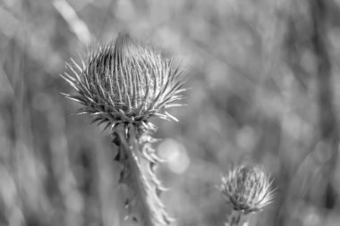 Arkaplan otlağında güzel yetişen çiçek kökü dikenli devedikeni. Çiçek kökü dikeninden çim çayırına kadar uzanan fotograf. Meadow kırsalında çiçek kökü dikenli dikenli devedikeni.