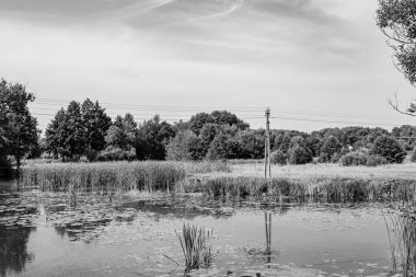 Kırsal kesimde yetişen güzel ot sazları renkli arka planda yetişiyor. Islak sularda vahşi ot bataklık kamışları, doğadan gelen uzun çimen kamışları.