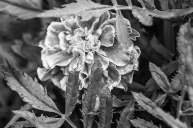 Arka bahçedeki çayırlarda yetişen güzel yabani çiçek kadife çiçeği takvimi, yabani çiçek kadife çiçeklerinden çayırlara, bitki çayırlarında yetişen yabani çiçek kadife çiçekleri.