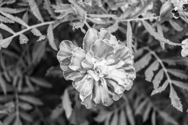 Arka bahçedeki çayırlarda yetişen güzel yabani çiçek kadife çiçeği takvimi, yabani çiçek kadife çiçeklerinden çayırlara, bitki çayırlarında yetişen yabani çiçek kadife çiçekleri.