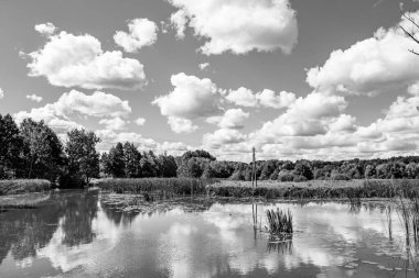 Kırsal kesimde yetişen güzel ot sazları renkli arka planda yetişiyor. Islak sularda vahşi ot bataklık kamışları, doğadan gelen uzun çimen kamışları.