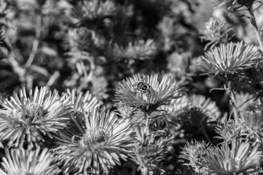 Arka planda yaban arısı kanatlı güzel bir arı, yabani çiçeklerden oluşan bir fotoğraf. Arı otlağa doğru yavaşça uçuyor bal için nektar topluyor, kır otlaklarında yabani bir çiçek arısı.