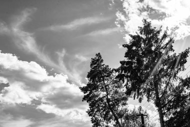 Renkli doğal arka plan üzerine köy çayırında güzel bir ufuk manzarası, uzun çayırdaki çayır köyünde ufuk manzarası, hayvan için köy otlağındaki ufuk doğa manzarası.