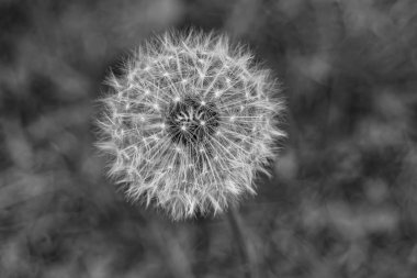 Arka planda büyüyen güzel çiçek tohumu karahindiba, yabani çiçek tohumu karahindibasından çim çayırına, kırsalda büyüyen yabani çiçek tohumu karahindibasından oluşan fotoğraf.