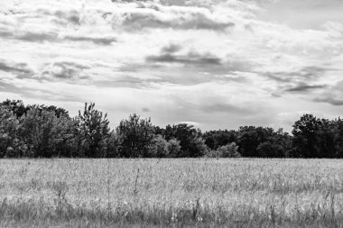 Renkli doğal arka plan üzerine köy çayırında güzel bir ufuk manzarası, uzun çayırdaki çayır köyünde ufuk manzarası, hayvan için köy otlağındaki ufuk doğa manzarası.