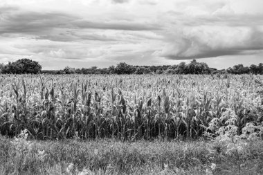 Organik hasat için büyük mısır tarlası temalı fotoğraf, gökyüzü arka planında hasat için büyük mısır tarlalarından oluşan fotoğraf, bu sonbahar mevsimi için mısır tarlası.