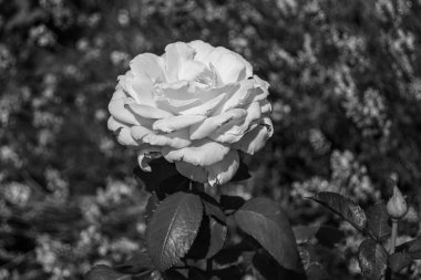 Tema üzerine fotoğraf. Arka planda büyüyen güzel çiçek. Yabani çiçeklerden oluşan fotoğraf. Çimen çayırına, yabani çiçeklerin büyüdüğü kır otlaklarında çiçek.