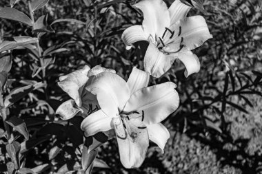 Arka bahçedeki çayırlarda yetişen güzel yabani zambak zambakları. Nilüferlerden çayırlara kadar büyüyen yabani zambaklar. Herb Meadow kırsalında yetişen yabani zambaklar.