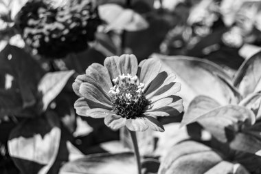 Çayırlarda güzel yetişen çinnia çiçekleri vahşi yetişen zinnia çiçeklerinden çayırlarda yetişen yabani çayırlara kadar uzanan fotograflar çayırlarda yetişen yabani zinnia zarafetleri.