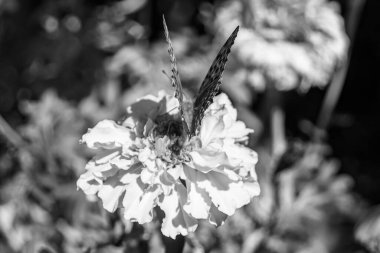 Arka plandaki güzel kelebek kral kelebek otlağı, çiçek kralından oluşan fotoğraf kelebeğe sinekler çayıra yavaş yavaş sinekler nektar toplar, çiçek kelebeği otlağı kırsalında kral kelebeği toplar.