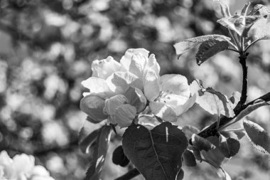 Tema üzerine fotoğraf: Temiz gökyüzü altında doğal yaprakları olan güzel meyve dalı elma ağacı, kırsal alanda meyve dalı elma ağacı, büyük bahçede çiçek dalı elma ağacı.