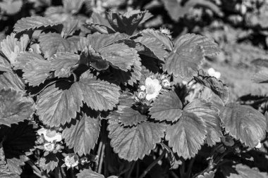 Tema üzerine fotoğraf: Doğal yapraklı güzel böğürtlen dalı, kırsal alanda çilek dalından oluşan fotoğraf, büyük bahçedeki çilek dalları.