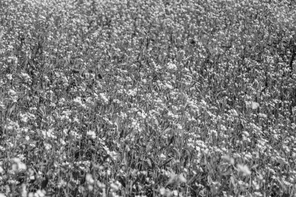 Tema üzerine fotoğraf. Arka planda yetişen yabani çiçek hardalı. Çiçek yetiştiren yabani hardaldan çayıra kadar fotoğraf.
