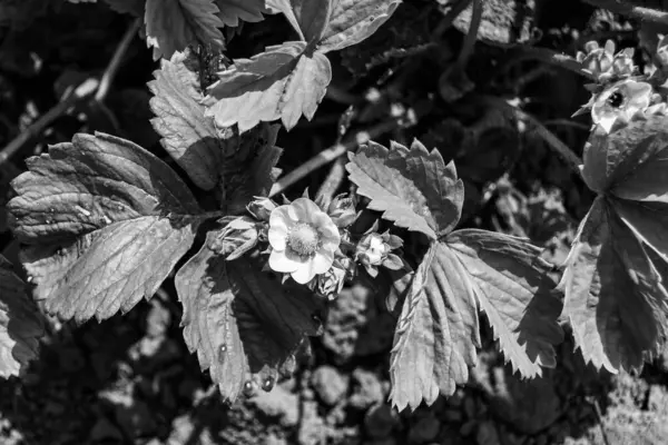 Tema üzerine fotoğraf: Doğal yapraklı güzel böğürtlen dalı, kırsal alanda çilek dalından oluşan fotoğraf, büyük bahçedeki çilek dalları.
