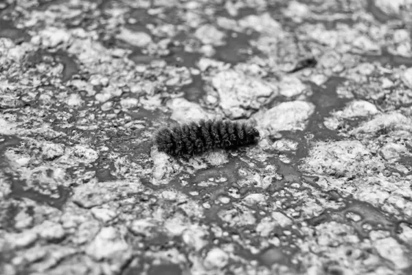Tema üzerine fotoğraf güzel kıllı tırtıl kelebeğe dönüşmek için acele ediyor kırsal alanda küçük bir kelebek tırtılından oluşan fotoğraf büyük araba yolunda hızla sürünüyor.