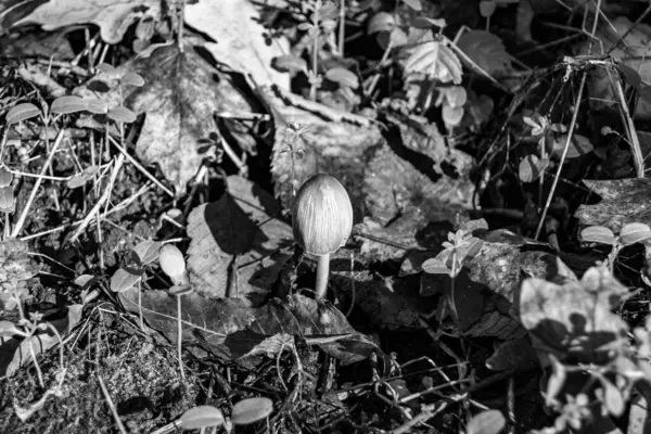 Ormanda yaprakların üzerinde büyük ve güzel zehirli mantar teması için fotoğraf, doğal zehirli mantarlardan ormanlara kadar fotoğraf, büyük ormanlarda zehirli mantarlar.