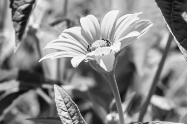 Güzel, yabani, büyüyen çiçek, arka planda sahte ayçiçeği, yabani çiçeklerden oluşan fotoğraf, sahte ayçiçeği, çimen çayırı, vahşi, büyüyen çiçek, sahte ayçiçeği çayırı.