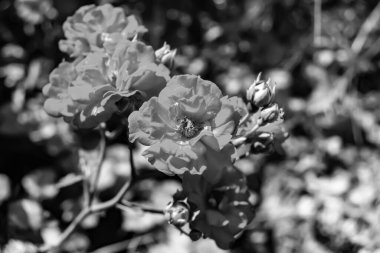 Tema üzerine fotoğraf. Arka planda büyüyen güzel çiçek. Yabani çiçeklerden oluşan fotoğraf. Çimen çayırına, yabani çiçeklerin büyüdüğü kır otlaklarında çiçek.