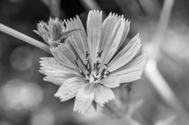 Çayırlarda yetişen güzel yabani çiçek hindibası. Yabani büyüyen çiçek hindibasından çim çayırına kadar sıradan, kırsal alanlarda sıradan yetişen yabani çiçek hindibasından oluşan fotoğraf.