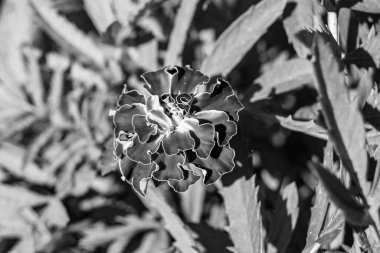 Arka bahçedeki çayırlarda yetişen güzel yabani çiçek kadife çiçeği takvimi, yabani çiçek kadife çiçeklerinden çayırlara, bitki çayırlarında yetişen yabani çiçek kadife çiçekleri.