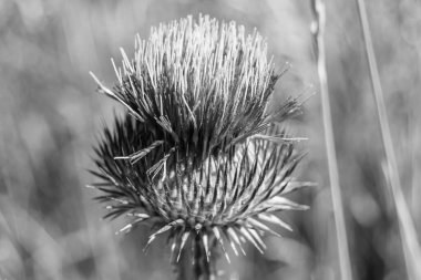 Arkaplan otlağında güzel yetişen çiçek kökü dikenli devedikeni. Çiçek kökü dikeninden çim çayırına kadar uzanan fotograf. Meadow kırsalında çiçek kökü dikenli dikenli devedikeni.