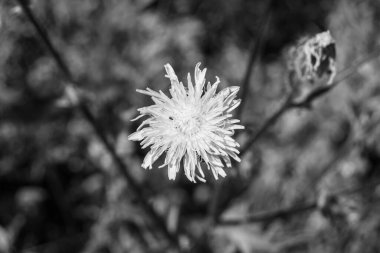 Arka planda büyüyen güzel çiçek tohumu karahindiba, yabani çiçek tohumu karahindibasından çim çayırına, kırsalda büyüyen yabani çiçek tohumu karahindibasından oluşan fotoğraf.