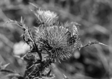 Arka planda yaban arısı kanatlı güzel bir arı, yabani çiçeklerden oluşan bir fotoğraf. Arı otlağa doğru yavaşça uçuyor bal için nektar topluyor, kır otlaklarında yabani bir çiçek arısı.