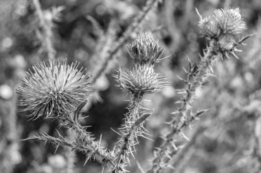 Arkaplan otlağında güzel yetişen çiçek kökü dikenli devedikeni. Çiçek kökü dikeninden çim çayırına kadar uzanan fotograf. Meadow kırsalında çiçek kökü dikenli dikenli devedikeni.