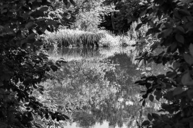 Kırsal kesimde yetişen güzel ot sazları renkli arka planda yetişiyor. Islak sularda vahşi ot bataklık kamışları, doğadan gelen uzun çimen kamışları.
