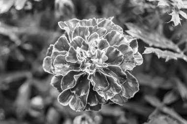 Arka bahçedeki çayırlarda yetişen güzel yabani çiçek kadife çiçeği takvimi, yabani çiçek kadife çiçeklerinden çayırlara, bitki çayırlarında yetişen yabani çiçek kadife çiçekleri.