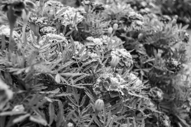 Arka bahçedeki çayırlarda yetişen güzel yabani çiçek kadife çiçeği takvimi, yabani çiçek kadife çiçeklerinden çayırlara, bitki çayırlarında yetişen yabani çiçek kadife çiçekleri.