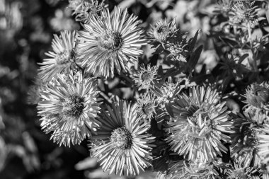Tema üzerine fotoğrafçılık arka planda büyüyen güzel çiçek lambaları, çiçek yetiştiren yabani lambalardan çim çayırlarına kadar fotoğraf, bitki çayırlarında büyüyen yabani çiçek lambaları