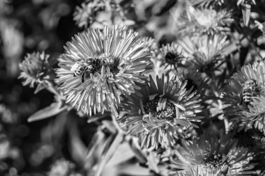 Arka planda yaban arısı kanatlı güzel bir arı, yabani çiçeklerden oluşan bir fotoğraf. Arı otlağa doğru yavaşça uçuyor bal için nektar topluyor, kır otlaklarında yabani bir çiçek arısı.