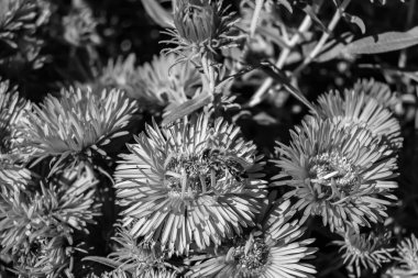 Arka planda yaban arısı kanatlı güzel bir arı, yabani çiçeklerden oluşan bir fotoğraf. Arı otlağa doğru yavaşça uçuyor bal için nektar topluyor, kır otlaklarında yabani bir çiçek arısı.