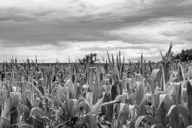 Organik hasat için büyük mısır tarlası temalı fotoğraf, gökyüzü arka planında hasat için büyük mısır tarlalarından oluşan fotoğraf, bu sonbahar mevsimi için mısır tarlası.