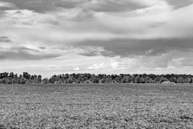 Renkli doğal arka plan üzerine köy çayırında güzel bir ufuk manzarası, uzun çayırdaki çayır köyünde ufuk manzarası, hayvan için köy otlağındaki ufuk doğa manzarası.